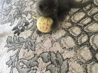 British shorthair prens yuvasını arıyor