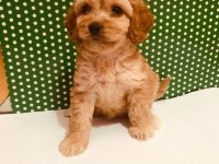 Hakiki red maltipoo wc eğitimli yavru
