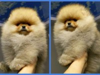 TEDDY BEAR BOO YAVRULAR TAKSİTLE HERYERE GÖNDERİLİR