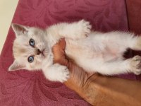 Ev ortamında büyümüş kedimin british shorthair yavrular