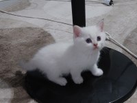 Safkan british shorthair ister şecereli ister şeceresiz
