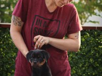 A Şecereli Rottweiler Yavrularım