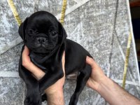 KREDİ KARTINA TAKSİT İMKANIYLA PUG YAVRULARI