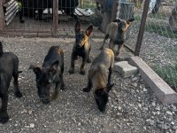A kalite kopkoyu yavrular dişi ağırlıklı belçika kurdu