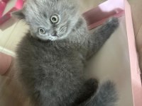 BOL YANAKLI BRITISH SHORTHAIR ERKEK