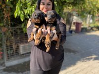 Üst kalite king doberman yavrularım