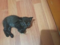 BAKMADAN GEÇMEYİN KEDİLERİMİZE
