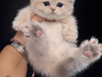 BRİTİSH LİLAC