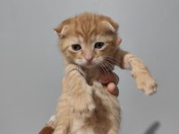 Scottish fold yavrularımız sahiplendirilecek
