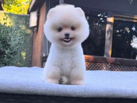 Sağlık ve ırk garantili Pomeranian