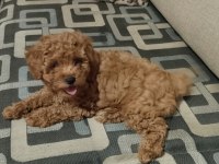 Acil Toy Poodle