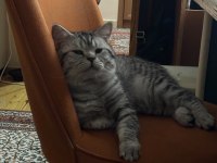 British shorthair oğluma dişi arıyorum