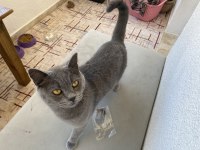 Sahiplendirilecek british shorthair