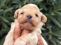 MALTIPOO MINIK SEKERLER