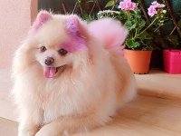Orjinal Pomeranian yavruları