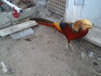3 YAŞINDA TAKIM TAVUS KUŞLAR