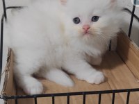 British longhair kedisi