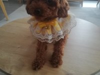 Köpeğimiz Kukiş