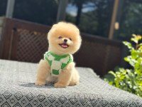 Yavru Pomeranian Boolarımız