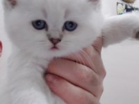 Dünya güzeli scottish fold bunlar