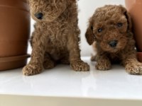 Toy poodle bebekler