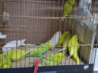 Show Jumbo Yavru Muhabbet Kuşlar