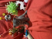 A Kalite British Shorthair Yavrumuz