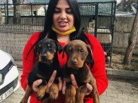 Mükemmel king doberman yavrularım