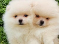 Ayı Surat Pomeranian Boo Şehirdışı Gönderilir