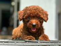 Toy Poodle Yavrularımız