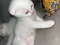 Scottish fold yavru kedilerimiz yeni yuvasını arıyor