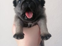 Pug yavrularımız ırk garantilidir