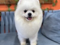 Pomeranian boo Show Kalite oğlumuz