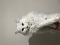 British longhair kedimiz