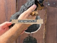 TEACUP YORKİ GOLD