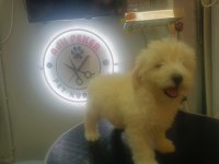 Terrier maltese