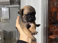 Gül kuyruk sıfır burun pug köpekler