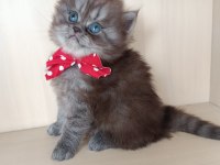 Kucak Seven British Longhair Yavrum Yeni Yuvasını Bekliyor