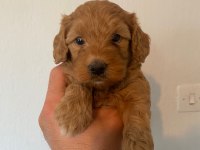 Orjinal ırk maltipoo yavrular sağlık garantili teslim