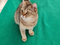 Golden British Shorthair