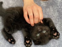 TÜY YUMAKLARI SCOTTİSH FOLD KEDİLER YENİ AİLESİNİ ARIYOR