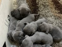 Cane corso yavrular ırk sağlık garantili