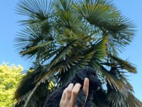 Toy Poodle Siyah İnci