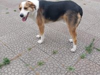 Ciddi alıcılar ulaşsın lütfen