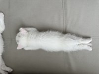 British longhair chocolate point