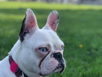 FRENCH BULLDOG ÇOCUKLARIMIZ ÖMÜRLÜK YUVA ARIYOR