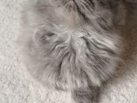 Anne altından british longhair bebekler