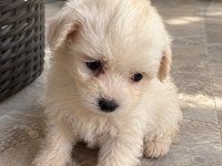 Özenle Büyütülen Maltipoo Yavrularımız