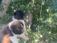 Üretim Çiftliğimizden Akita Yavrularımız