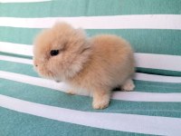 Birbirinden Tatlı Hollanda Lop